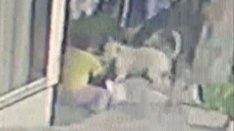 Başakşehir’de 16 yaşındaki kıza pitbull saldırısı kamerada