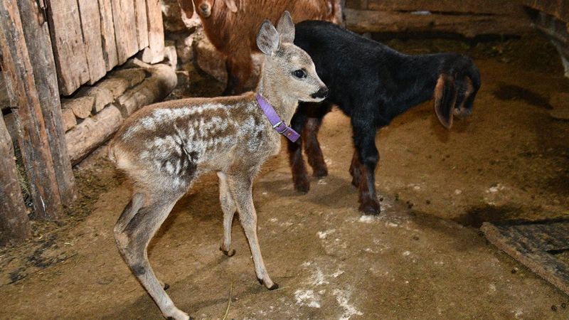 Balıkesir’de kaybolan yavru karacaya keçi annelik yapıyor