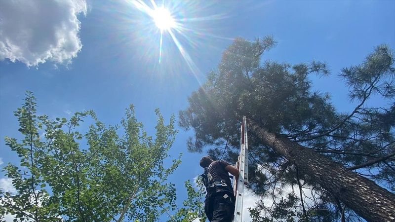 Düzce'de Türk bayrağını değiştirmek için ağaca çıktı, mahsur kaldı