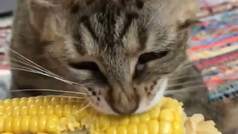 Sakarya'da mısır yiyen kedi