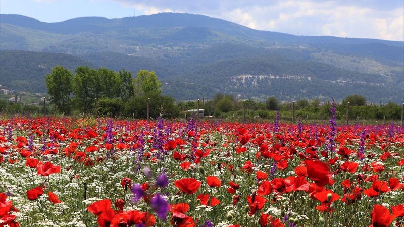 Kütahya'da görsel şölen