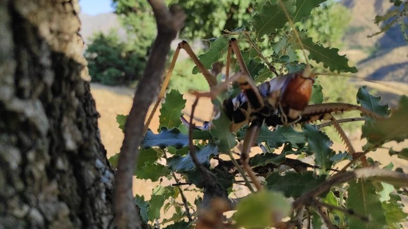 Batman’da dev etçil çekirge görüldü