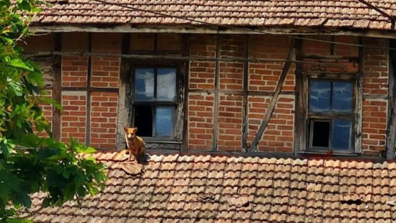 Sakarya'da boş kalan ev tilkiye mesken oldu