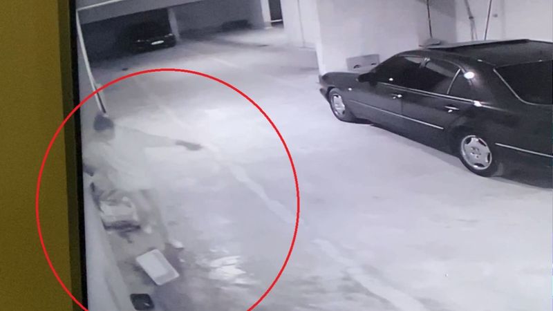 Ankara'da köpekleri kovan akademisyene 'mala zarar verme' davası