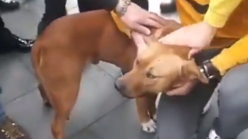 Sultanbeyli'de pitbullu belediye görevlilerine vermemek için direnen kadın