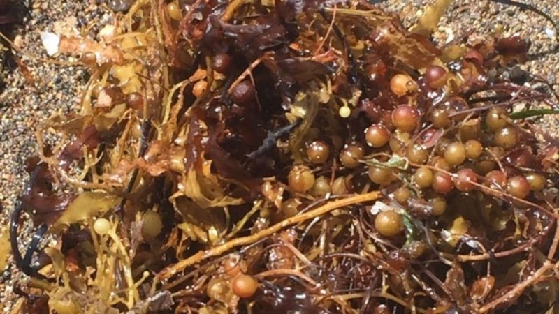 Müsilajın akabinde yeni tehlike: Sargassum nedir