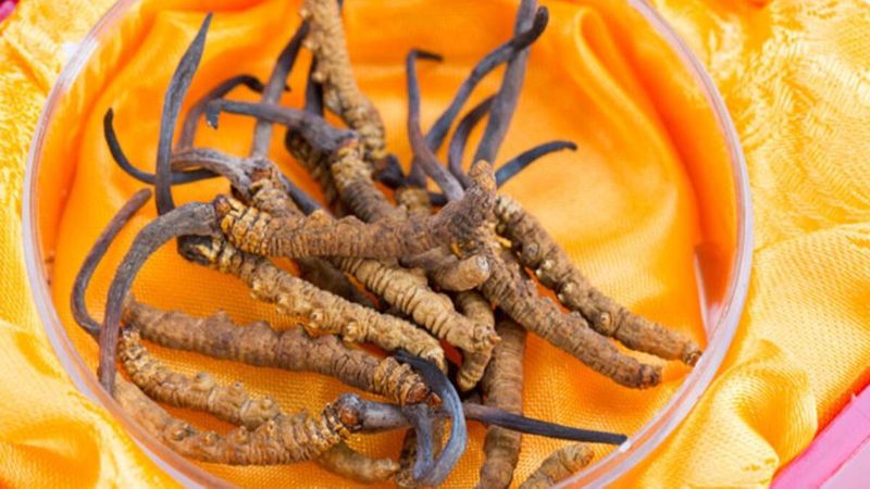 Dünyanın en değerli paraziti: Tırtıl mantarı