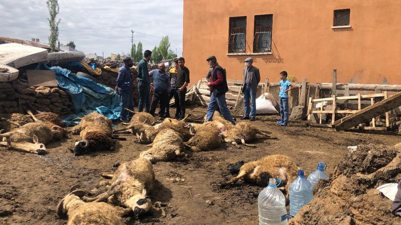 Kars’ta kurt, koyun sürüsüne saldırdı