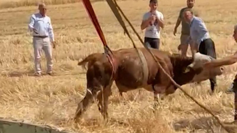 Diyarbakır’da su kuyusuna düşen boğa, iş makinesi ile kurtarıldı