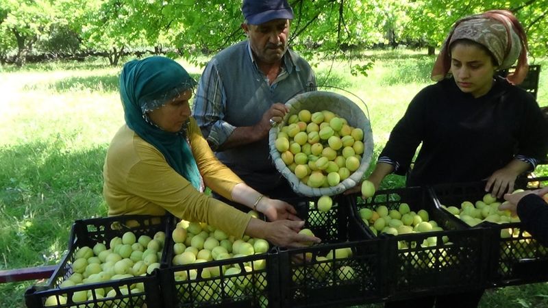 Iğdır'da kayısı hasadı başladı