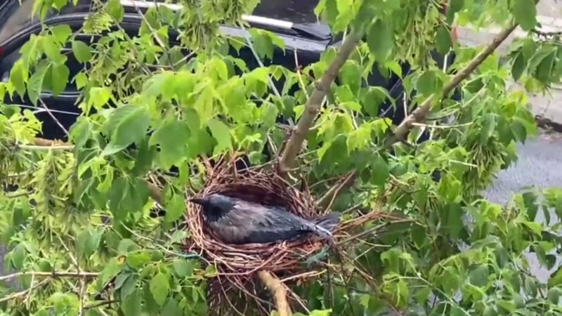 Sağanak yağmurda yumurtalarını korumaya alan karga