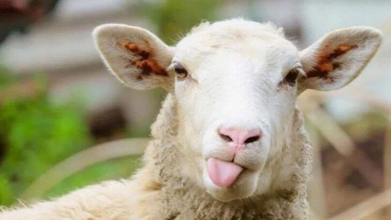 Diyanet'ten kurban kesimi tebliği