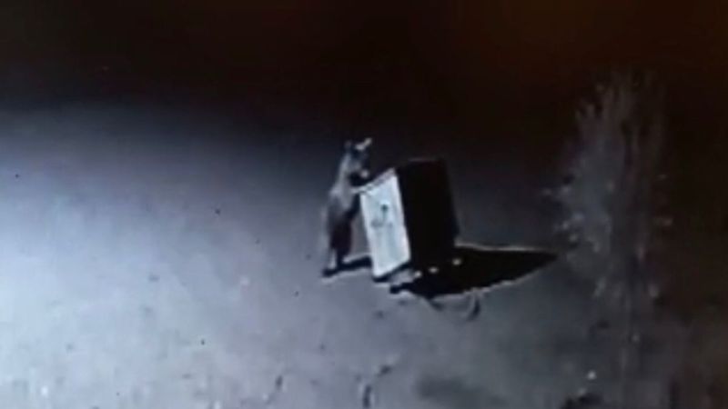 Tunceli’de yemek arayan ayılar kamerada