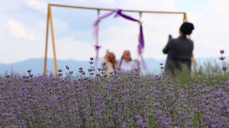 Tekirdağ Lavanta Günleri