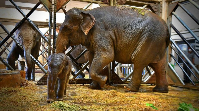 İzmir’in fil ailesi üçüncü yavrusuna kavuştu