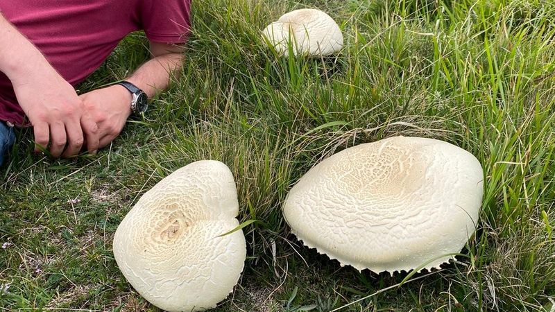 Ordu'da heverek mantarı bereketi