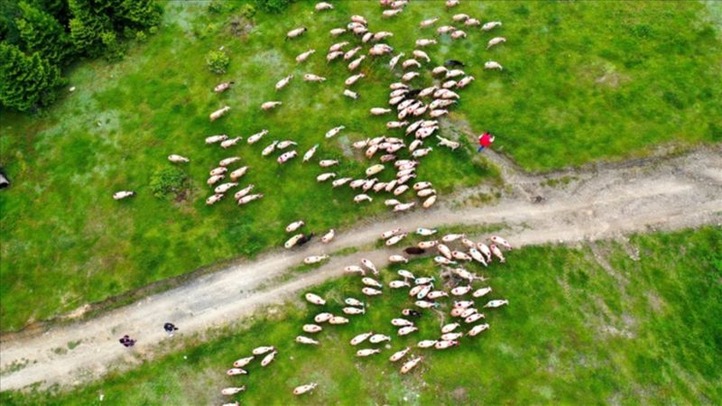 Sakarya'da yaylacıların renkli yolculuğu