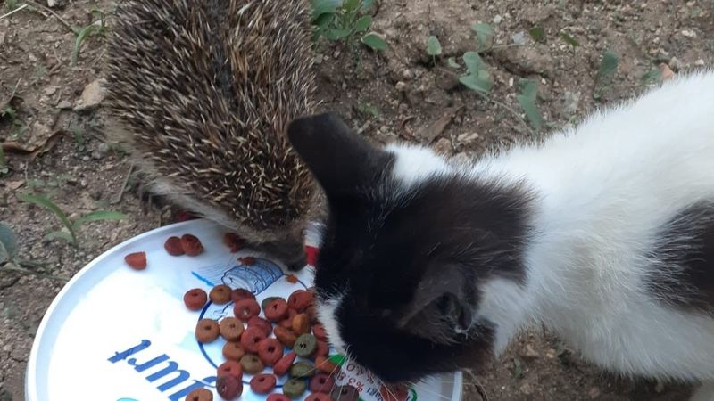 Kırıkkale'de kediyle kirpinin yemek dostluğu