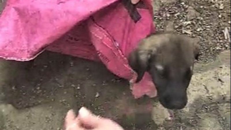 Denizli'de yavru köpeği çuvala koyup, ağzını sıkı sıkıya bağladılar