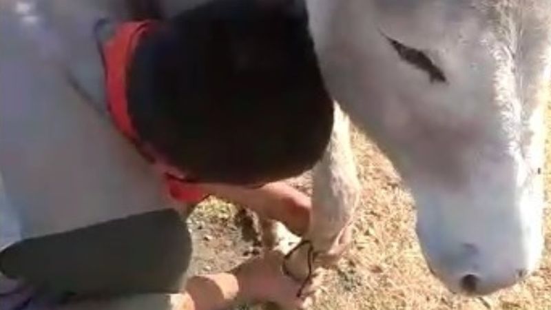 Bingöl’de iki ayağı bağlı eşeği vatandaşlar kurtardı