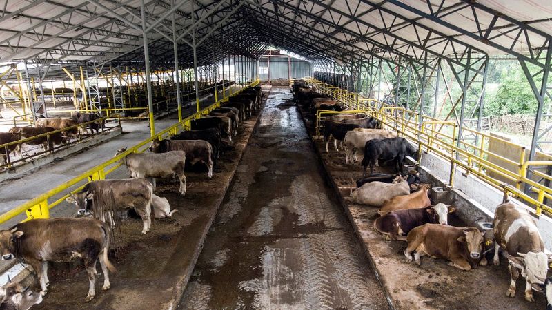 İstanbul’da kurban hazırlıkları başladı