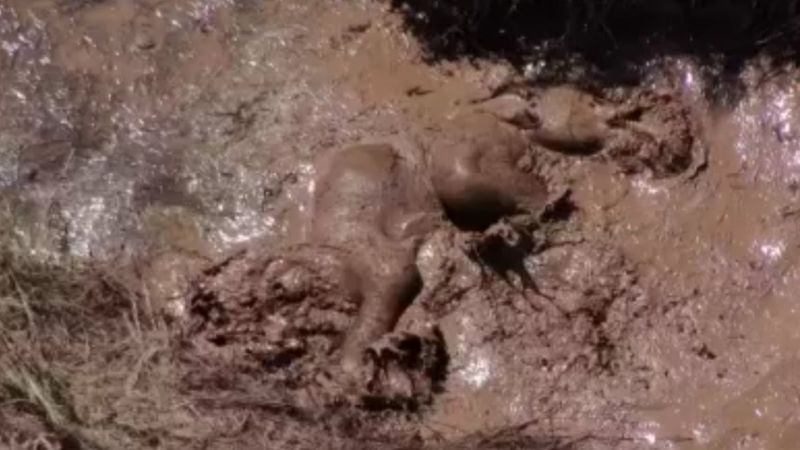 Çin’de fil yavrusunun 'çamur banyosu' keyfi