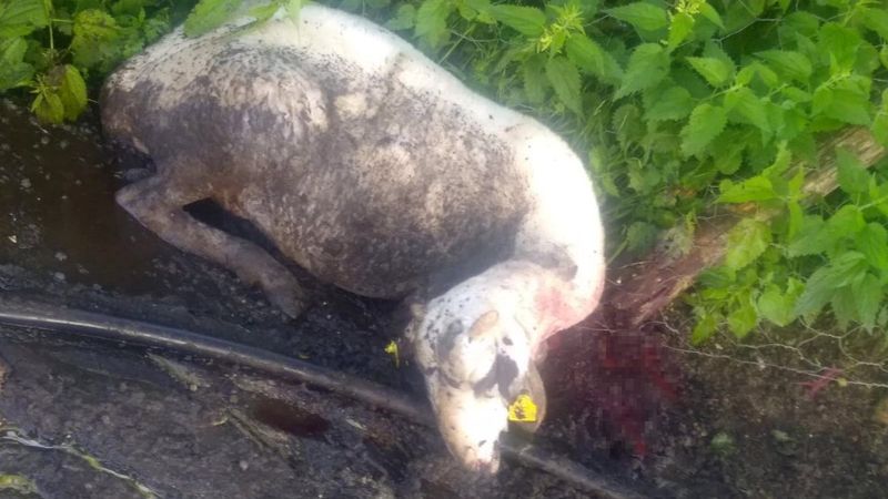 Bursa'da kurbanlık kuzuları, kurtlara yem oldu