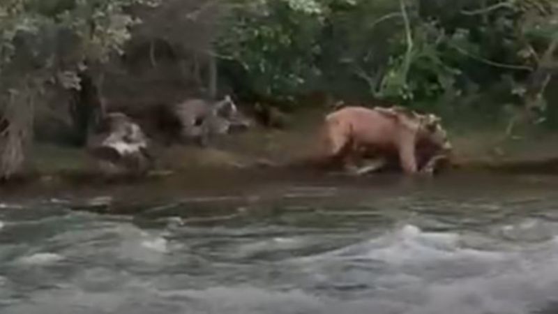 Tunceli’de anne ayı, sudan korkan yavrusu için geri döndü