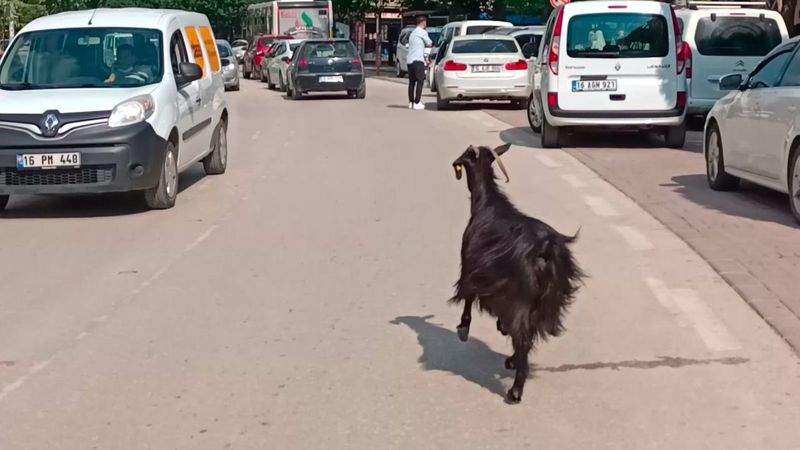 Bursa’da kurbanlık keçi kaçtı, trafik altüst oldu