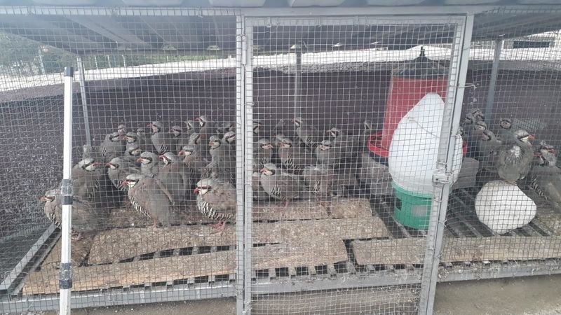 Konya’da keklik besleyen şahsa 61 bin lira ceza