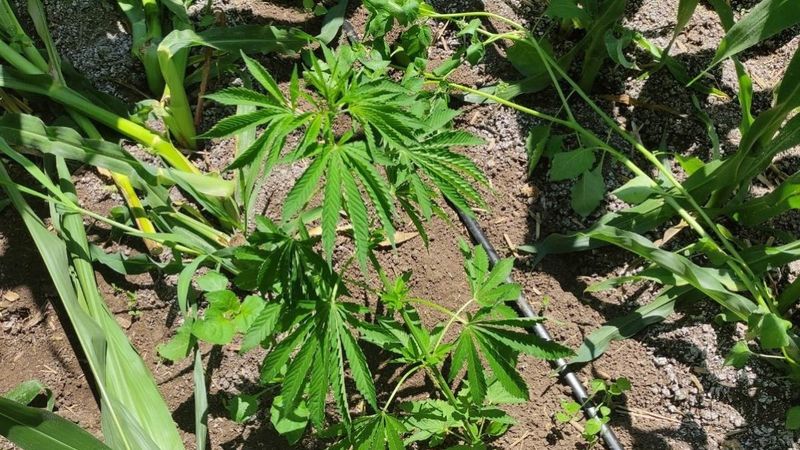 Manisa'da 24 kök kenevir ele geçirildi