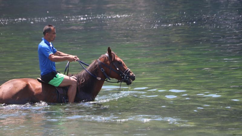 Zonguldak'ta sahibiyle denize giren at