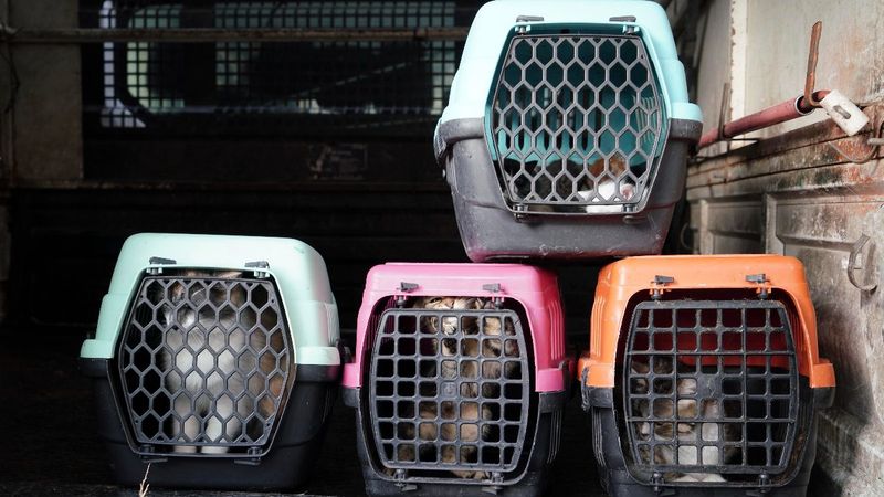 Ankara'da kötü şartlarda bakılan 21 hayvana el konuldu