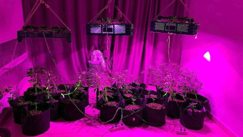 Muğla'da evinde yetiştirdiği uyuşturucuyu turistlere satan resepsiyonist yakalandı