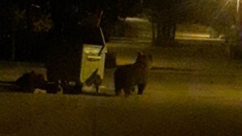 Uludağ’da ayı ailesinin karnını doyurma anları