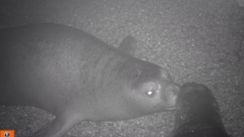 Türkiye'de sayıları 100'e düşen foklar, fotokapana yansıdı