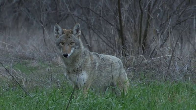 Samsun'daki polis, hobi olarak vahşi yaşamı inceliyor