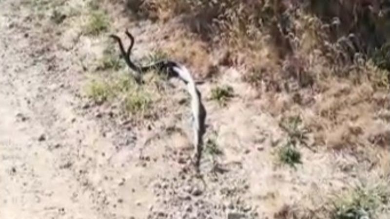 Erzincan'da yılanların çiftleşme dansı