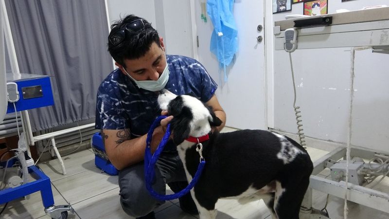 Evcil hayvanlara mikroçip takılmaya başlandı