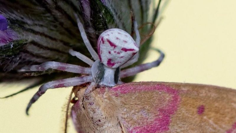 İnsan yüzlü örümcek (Thomisus Onustus) nedir?