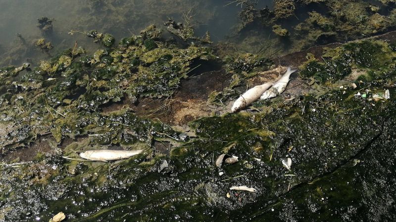 Büyükçekmece Gölü'nde ölü balıklar kıyıya vurdu