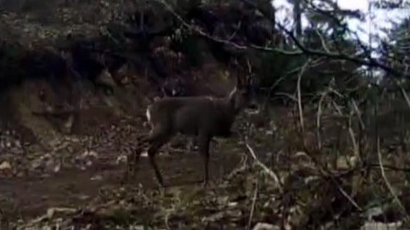 Bolu'da fotokapanla, yaban hayatı çekildi