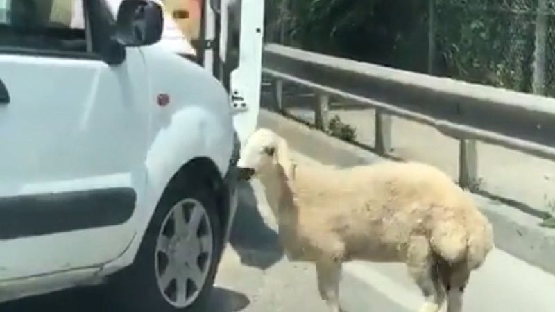 İstanbul’da onlarca koyunu kapalı bagajda taşıdı