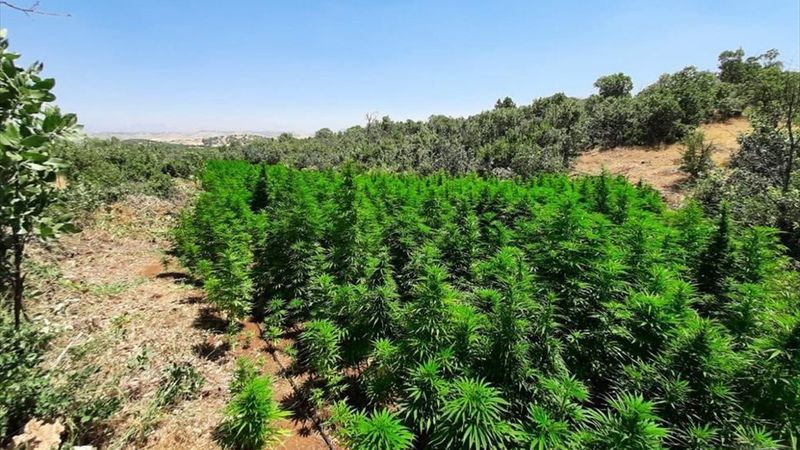 Diyarbakır'da yaklaşık 1 buçuk milyon kök Hint keneviri ele geçirildi