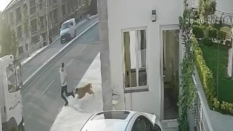 Büyükçekmece'de köpekten korkan gence kamyon çarptı
