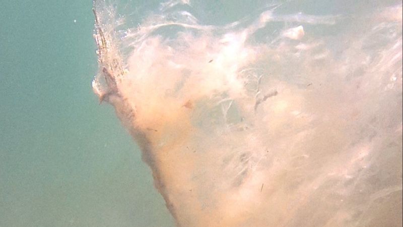 Çanakkale'de müsilajın neden olduğu tahribat görüntüledi