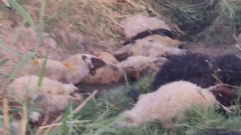 Diyarbakır’da dereye atlayan koyunu 500 koyun takip etti: 36 koyun telef oldu