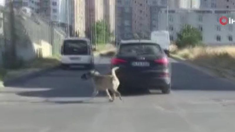 Esenyurt’ta, köpeği tasmasından tutup otomobilin arkasından koşturdu