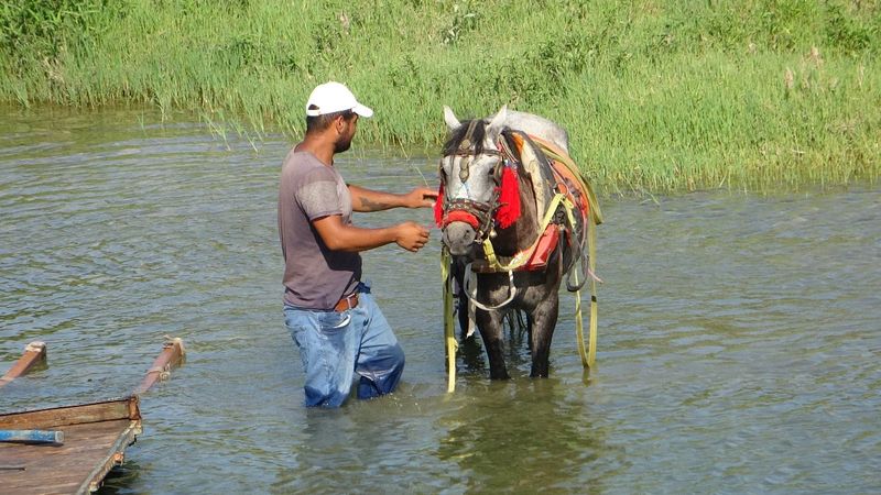 Adana’da sıcaktan bunalan at, nehir sularında serinledi