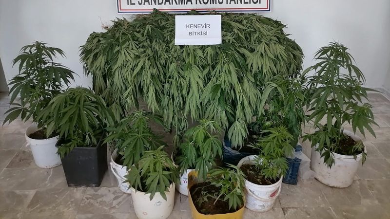 Kahramanmaraş’ta 422 kök Hint keneviri ele geçirildi